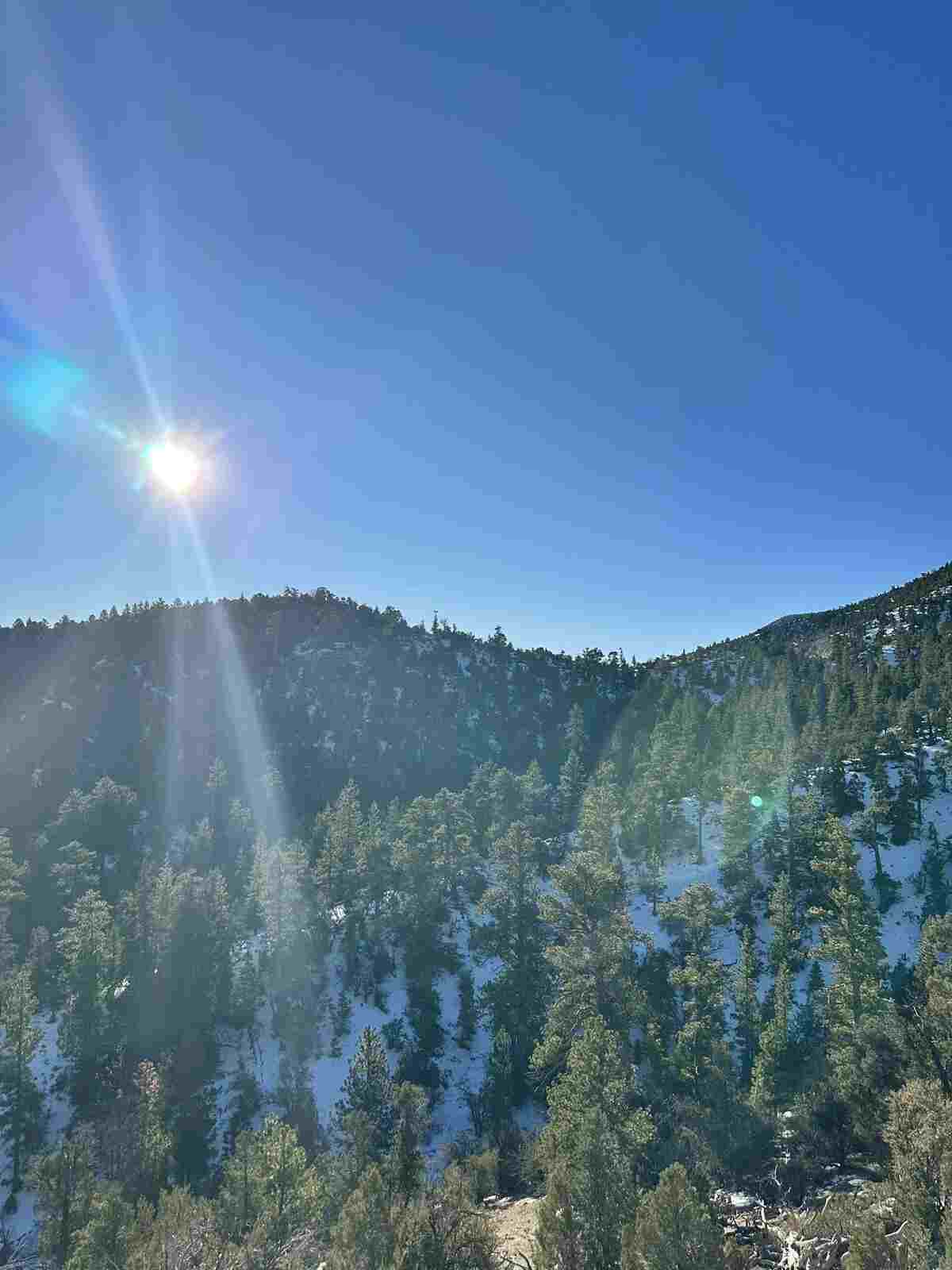 Mount Charleston pine forest campground with mountain peaks