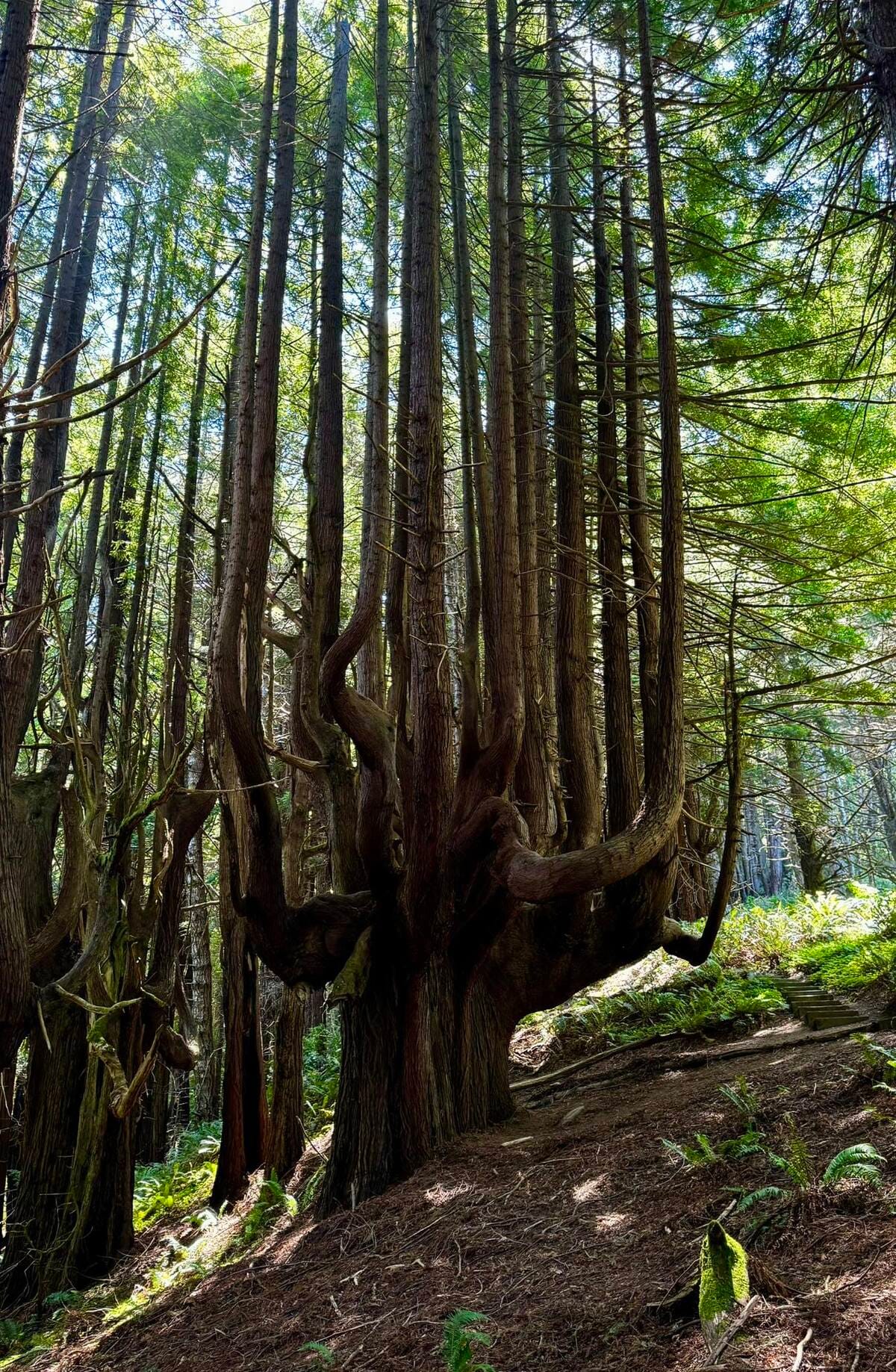 Remote Lost Coast wilderness with primitive camping areas