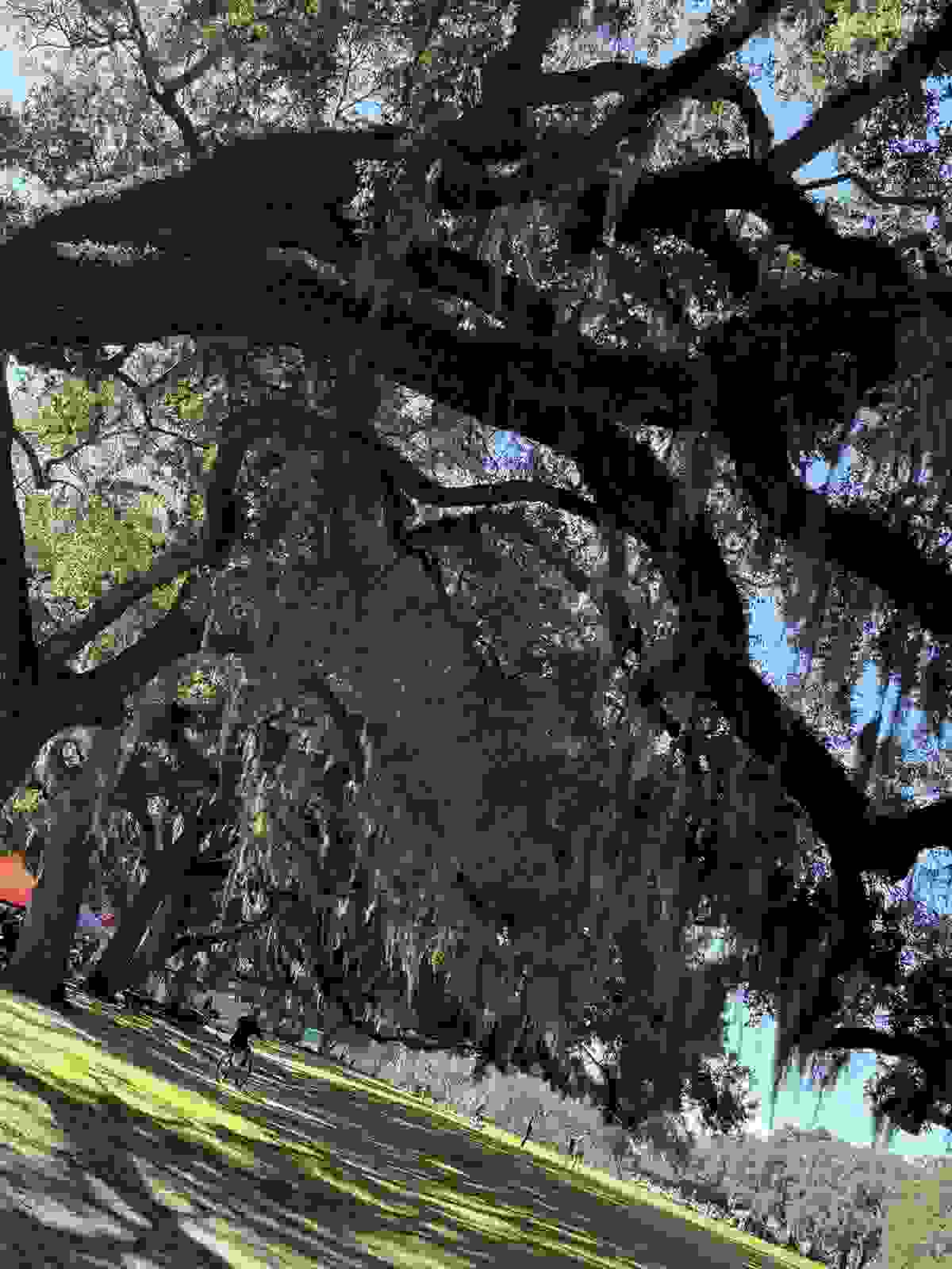 Savannah historic squares and Spanish moss – 2026