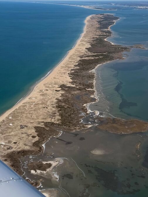 Wild Colonial Spanish Mustangs roaming the undeveloped shores of Shackleford Banks accessible only by ferry from Beaufort, North Carolina