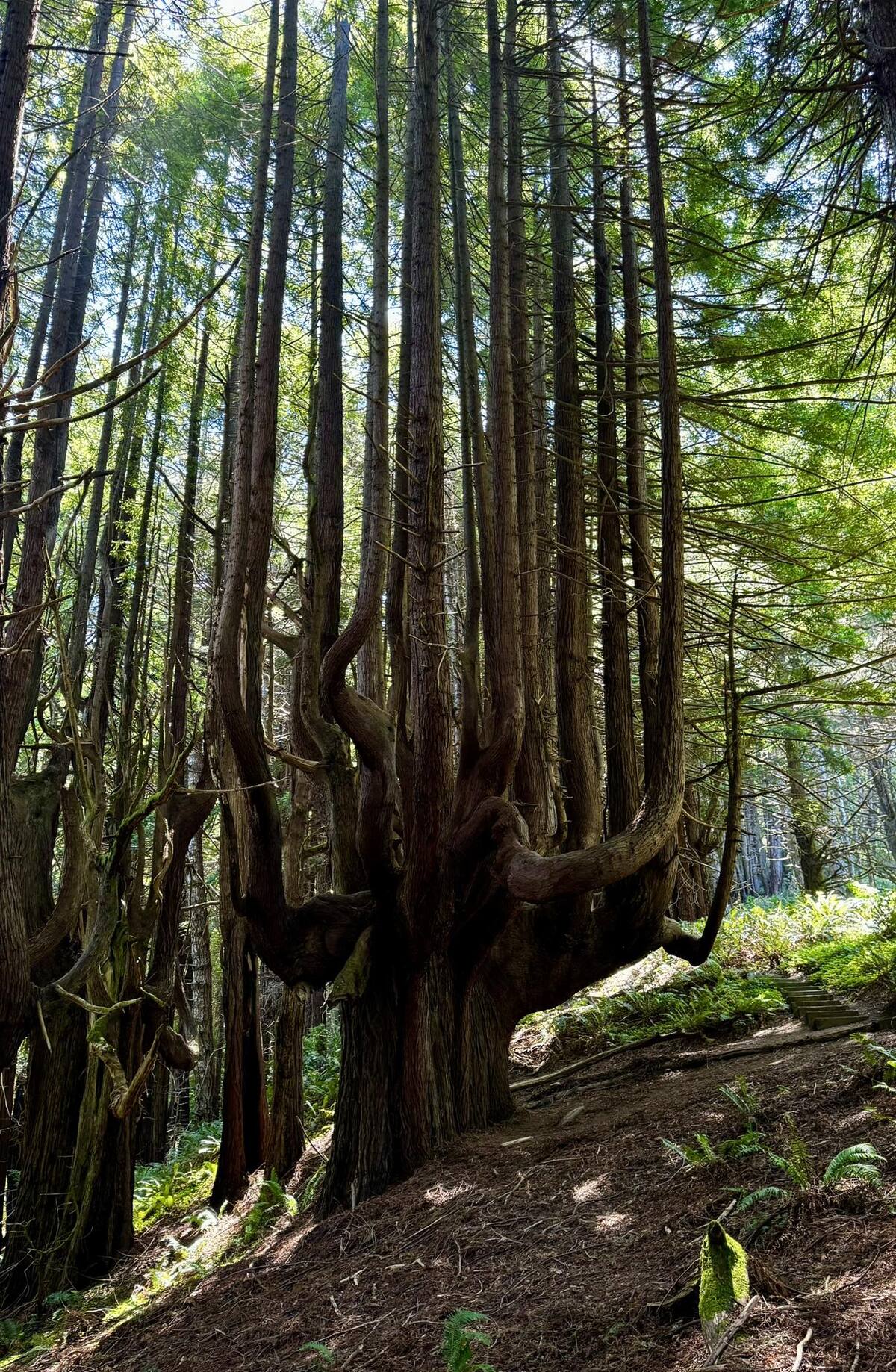 Remote Lost Coast wilderness with primitive camping areas