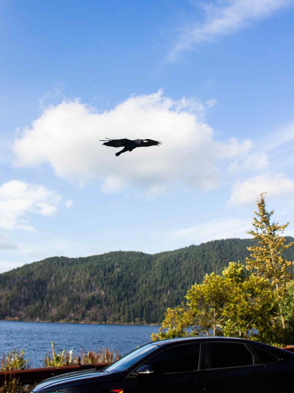 Olympic National Park rainforest and coastline – 2026