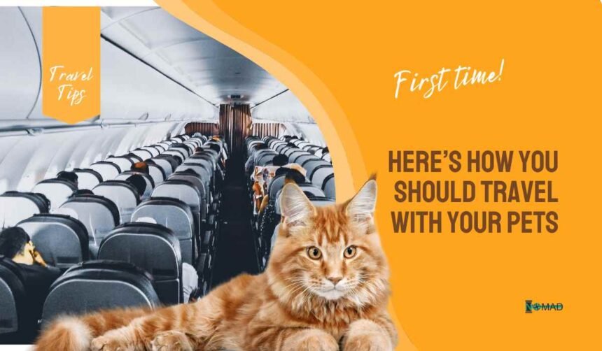 Here’s How You should Travel With Your Pets