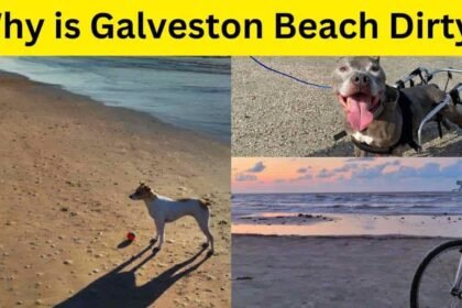 Why is Galveston Beach Dirty?